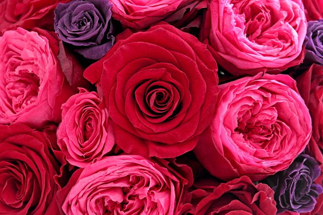 赤・ピンク・紫色のバラ